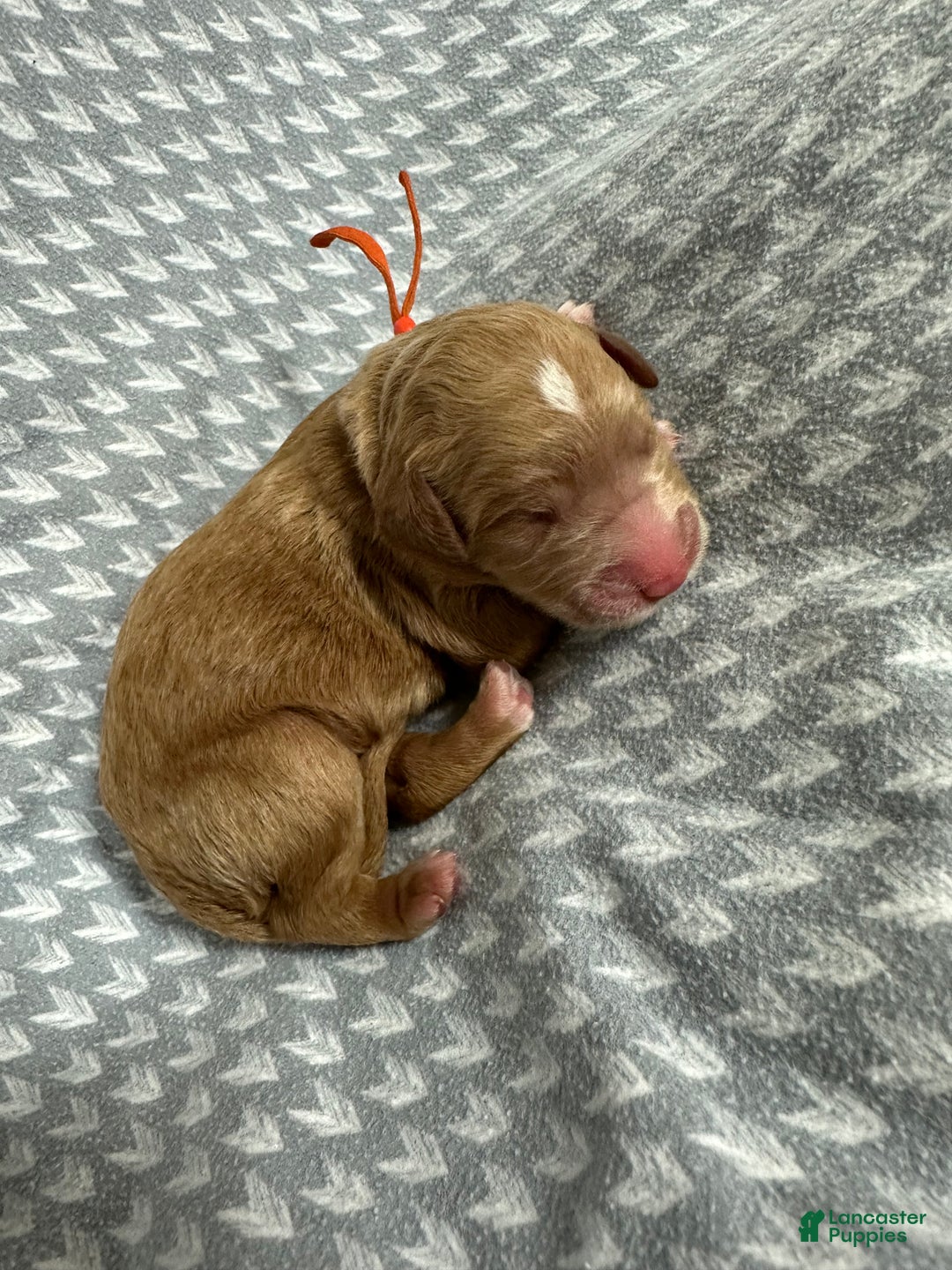 Goldendoodle dogs for sale: Orange - Ad 8