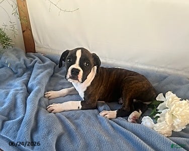 Boxer dogs Rambo - Ad 2