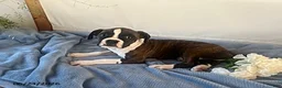 Boxer dogs for sale: Rambo - Ad 2