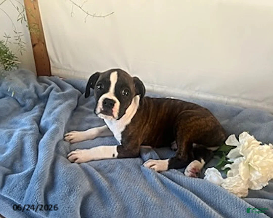 Boxer dogs for sale: Rambo - Ad 2