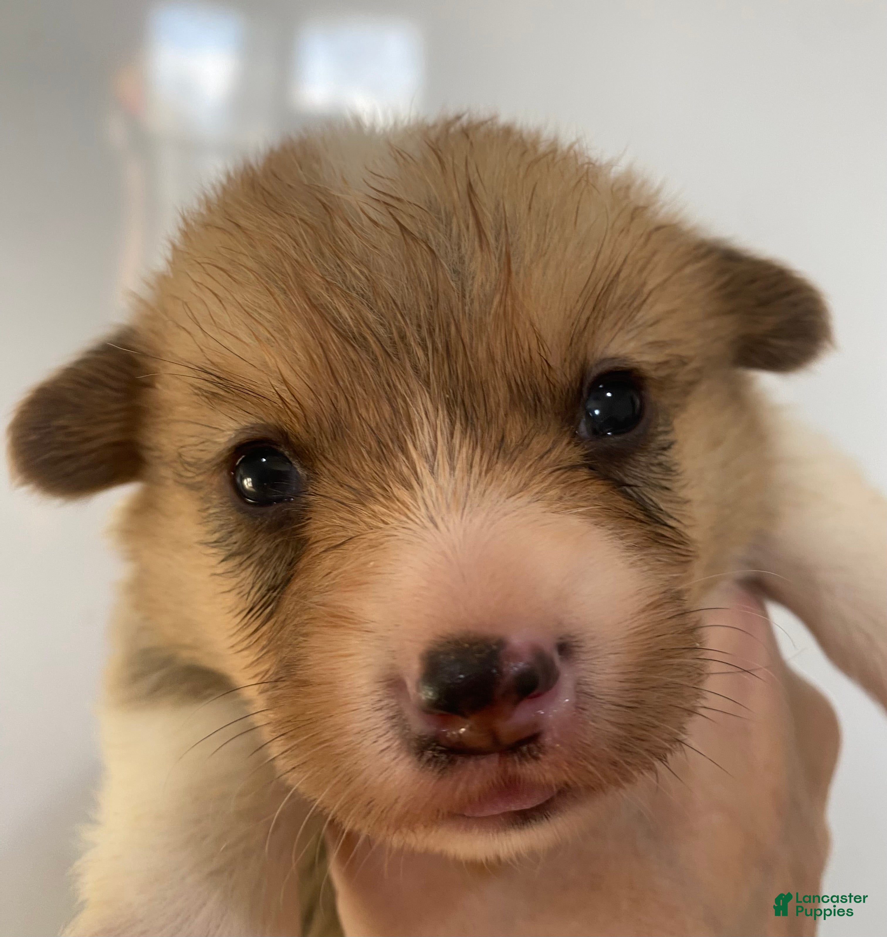 Welsh Corgi Pembroke dogs Buddy - Ad 10