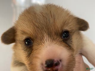 Welsh Corgi Pembroke dogs Buddy - Ad 10