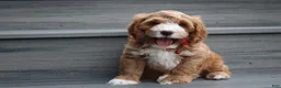 Cockapoo dogs for sale: Lando - Ad 1