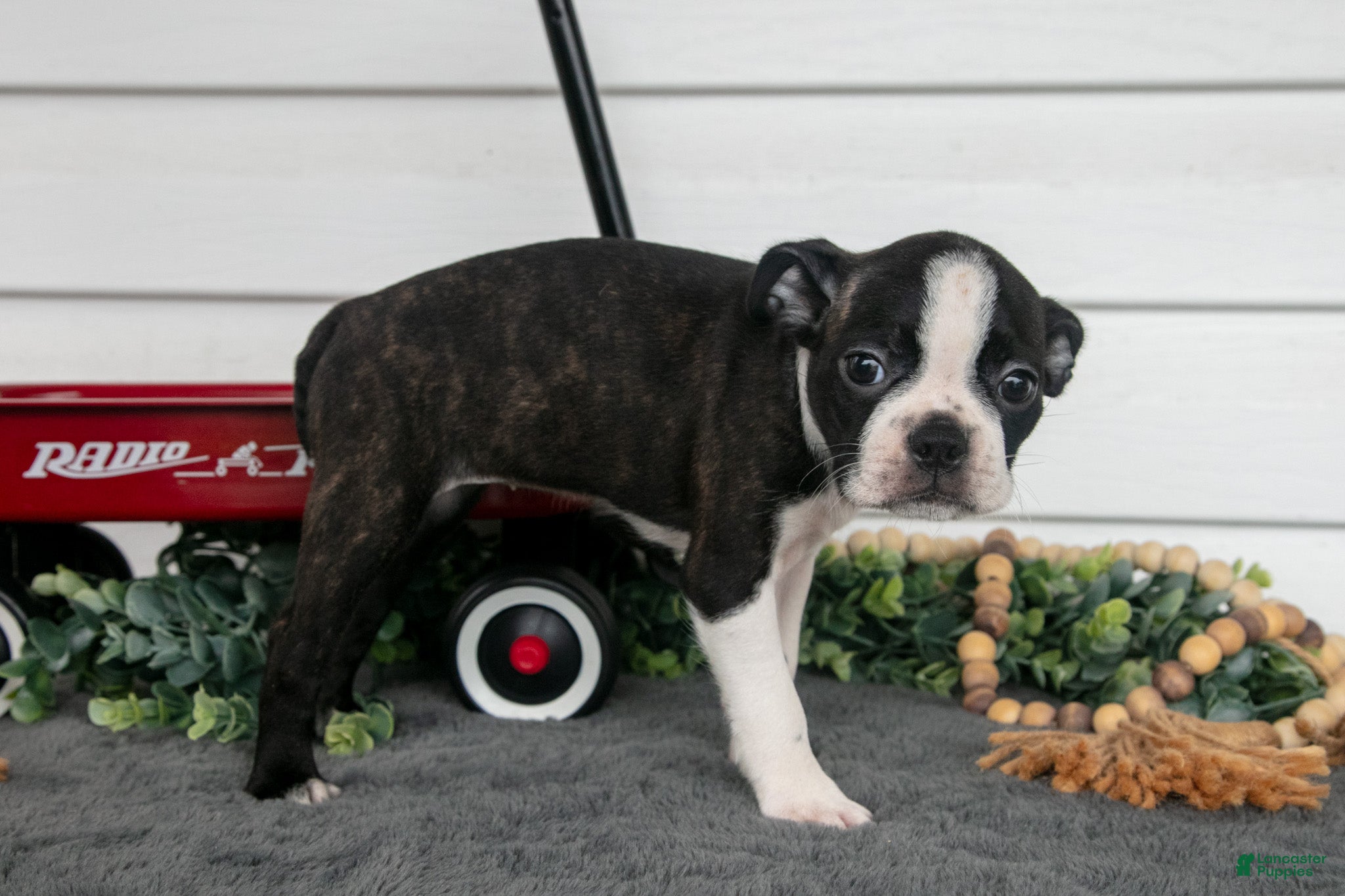 Boston Terrier dogs Petunia - Ad 2
