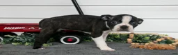 Boston Terrier dogs for sale: Petunia - Ad 2