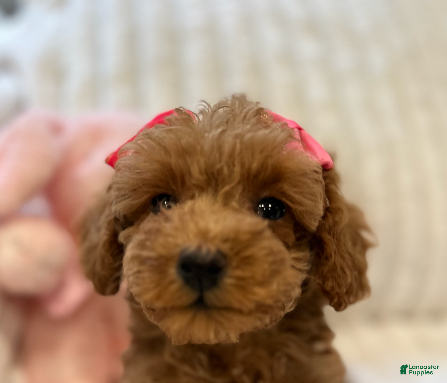 Toy Poodle dogs for sale: ELLA- Home Raised, Potty and Crate Trained TOY Poodle  - Ad 3