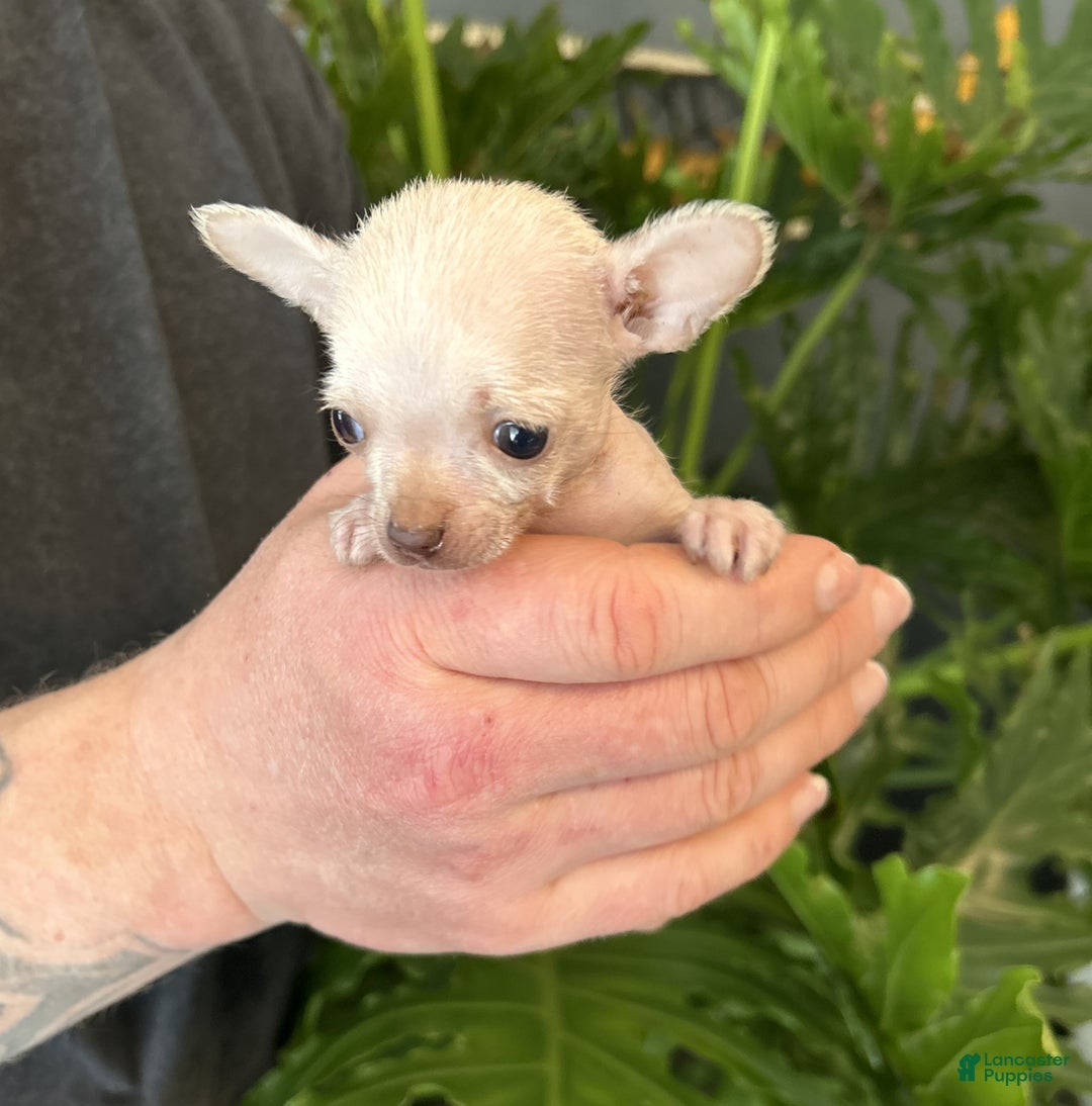 Mixed Breed dogs for sale: Golden Nugget - Ad 4