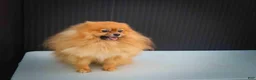 Pomeranian dogs for sale: 🐾 Meet Rolo — A Bouncy Little Ball of Fluff! 🐾 - Ad 11