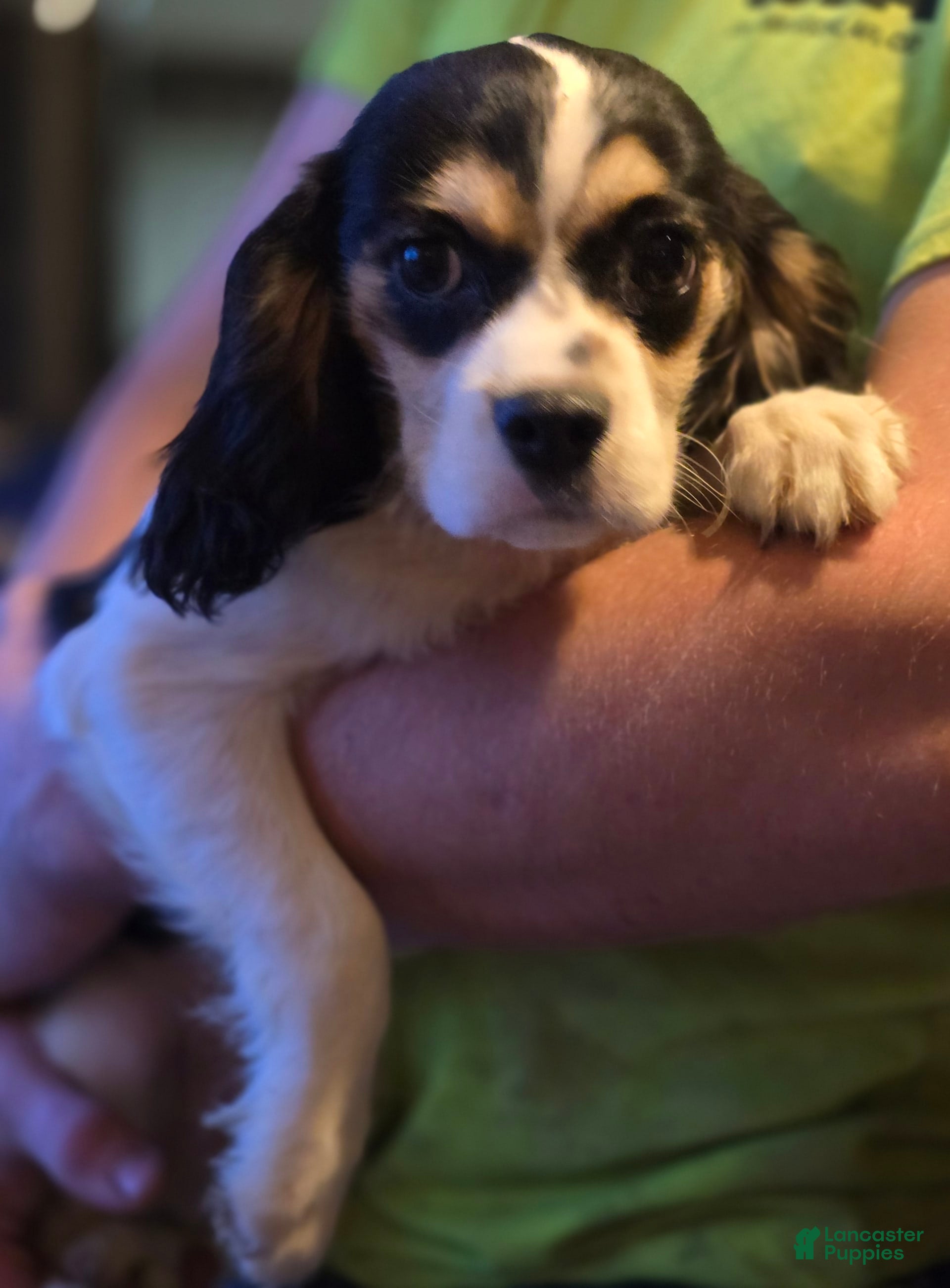 Cavalier King Charles Spaniel dogs Boomer - Ad 6