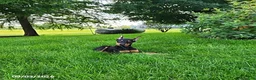 Doberman Pinscher dogs for sale: Kash - Ad 7