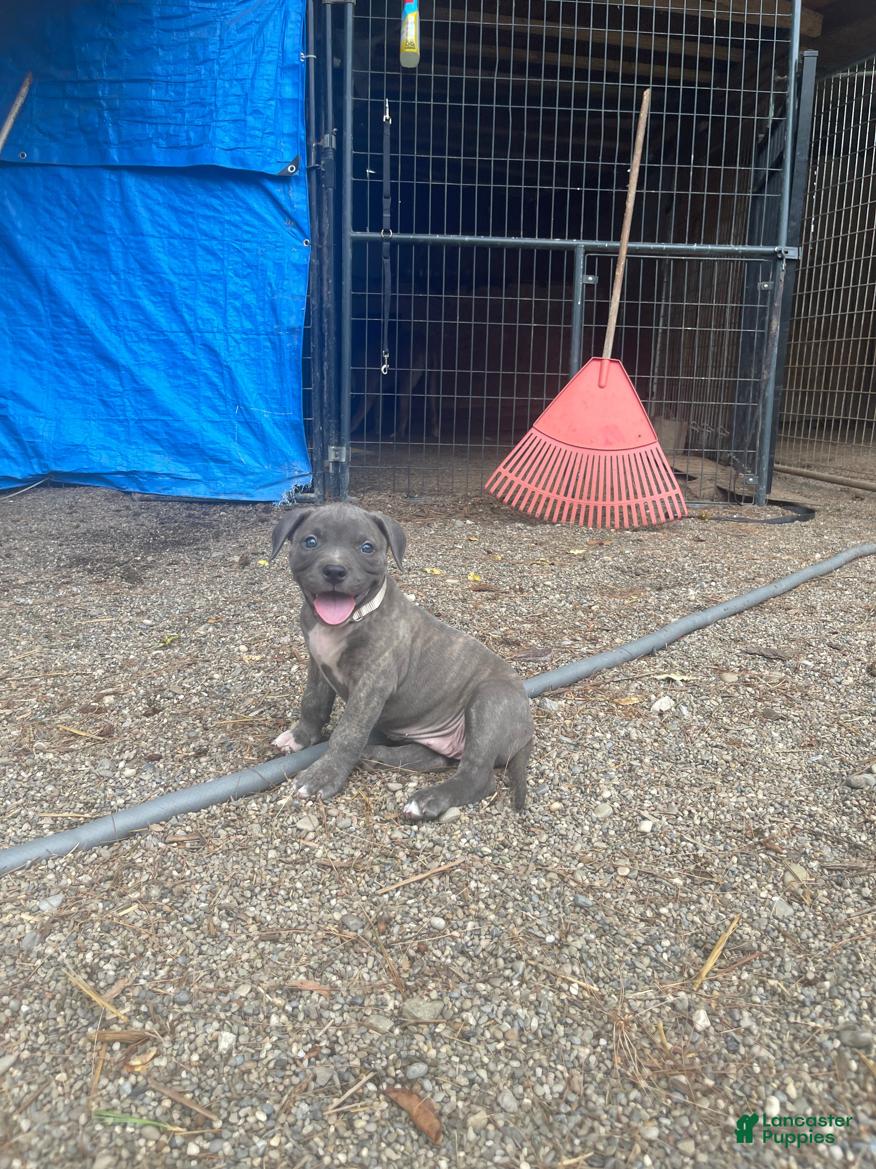 American Bully dogs American Bully 6 - Ad 2