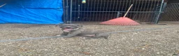 American Bully dogs for sale: American Bully 6 - Ad 2