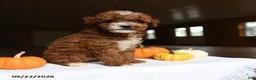 Mini Goldendoodle dogs for sale: Ava  - Ad 3