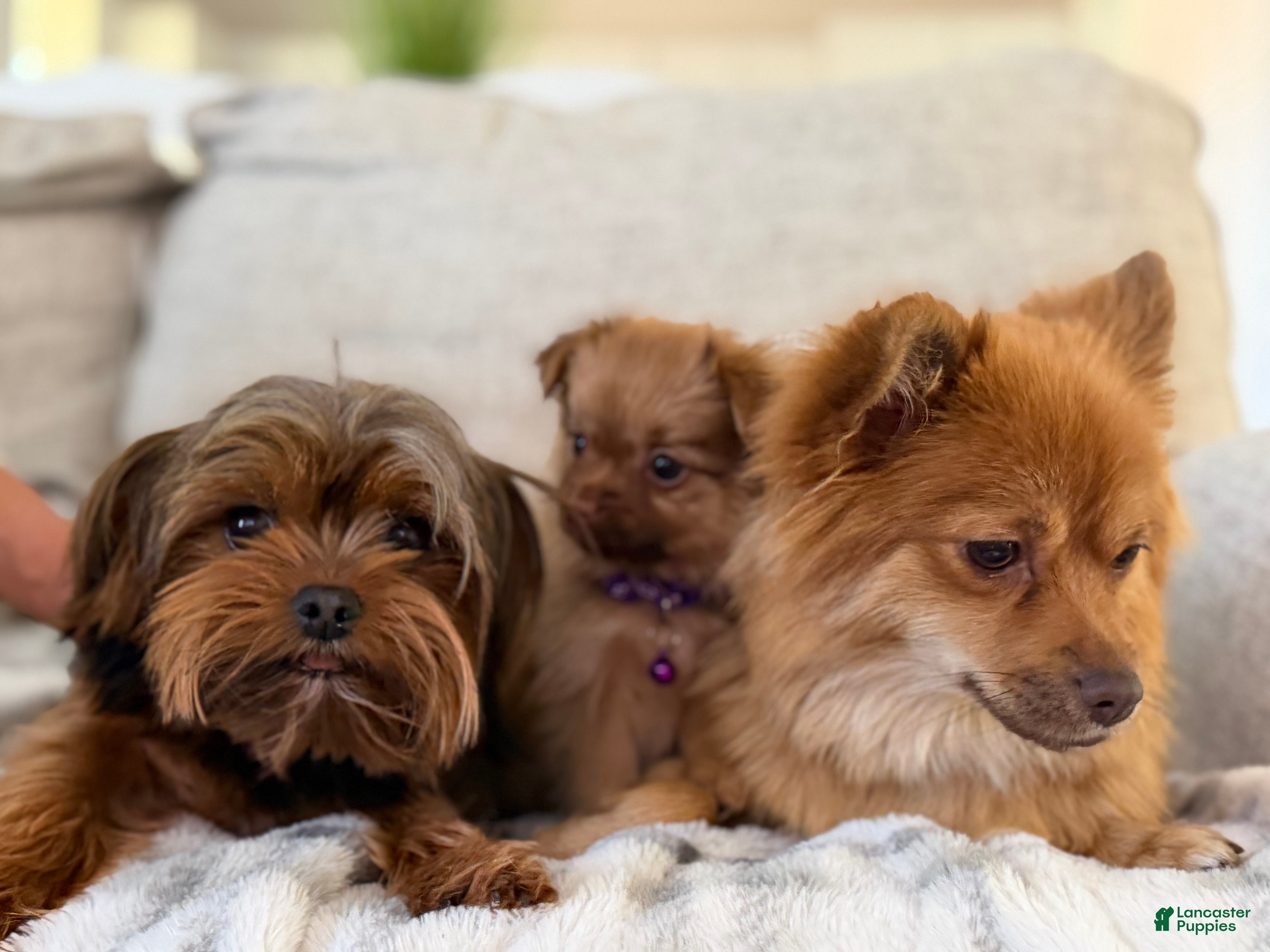 Mixed Breed dogs Mixed Breed Puppy 1 - Ad 2