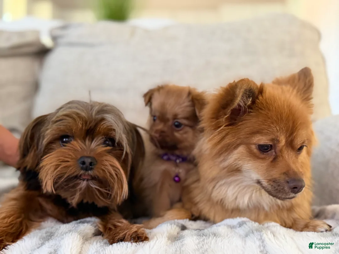 Mixed Breed dogs for sale: Mixed Breed Puppy 1 - Ad 2