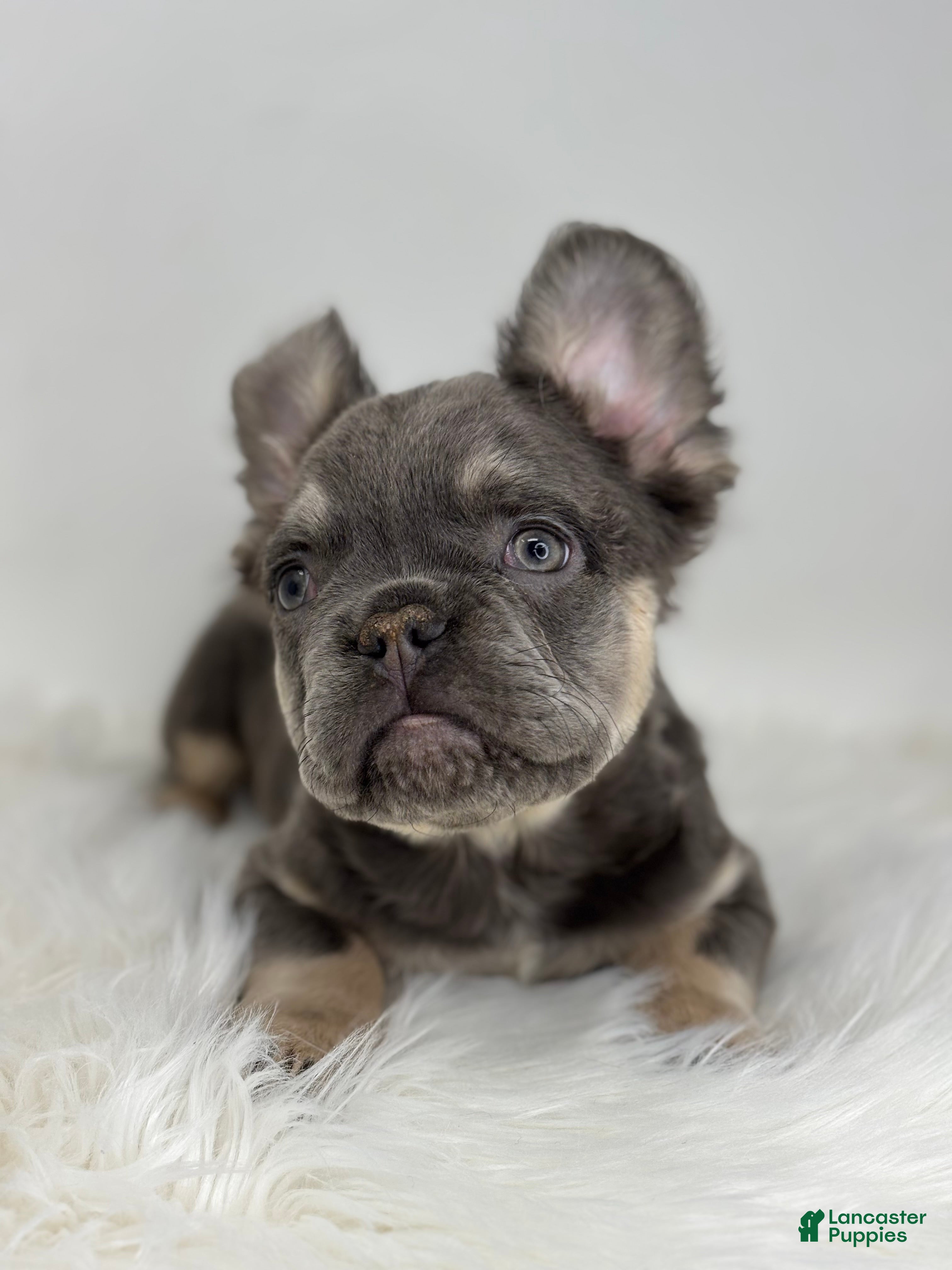 French Bulldog dogs Paul - Ad 2