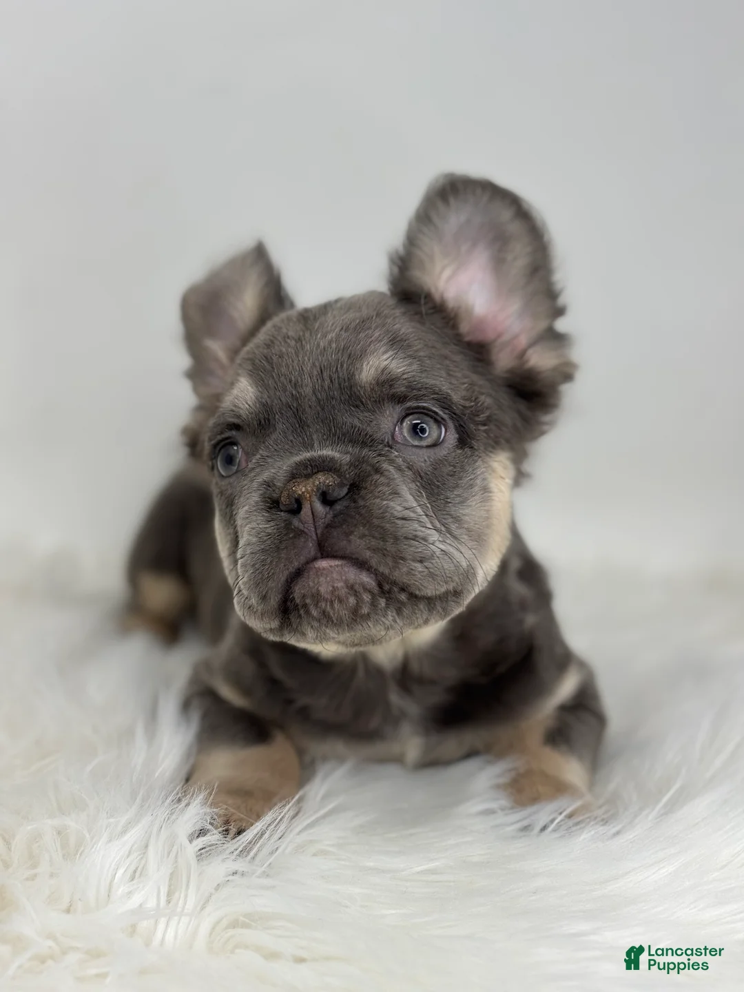 French Bulldog dogs for sale: Paul - Ad 1
