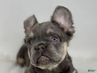 French Bulldog dogs Paul - Ad 2