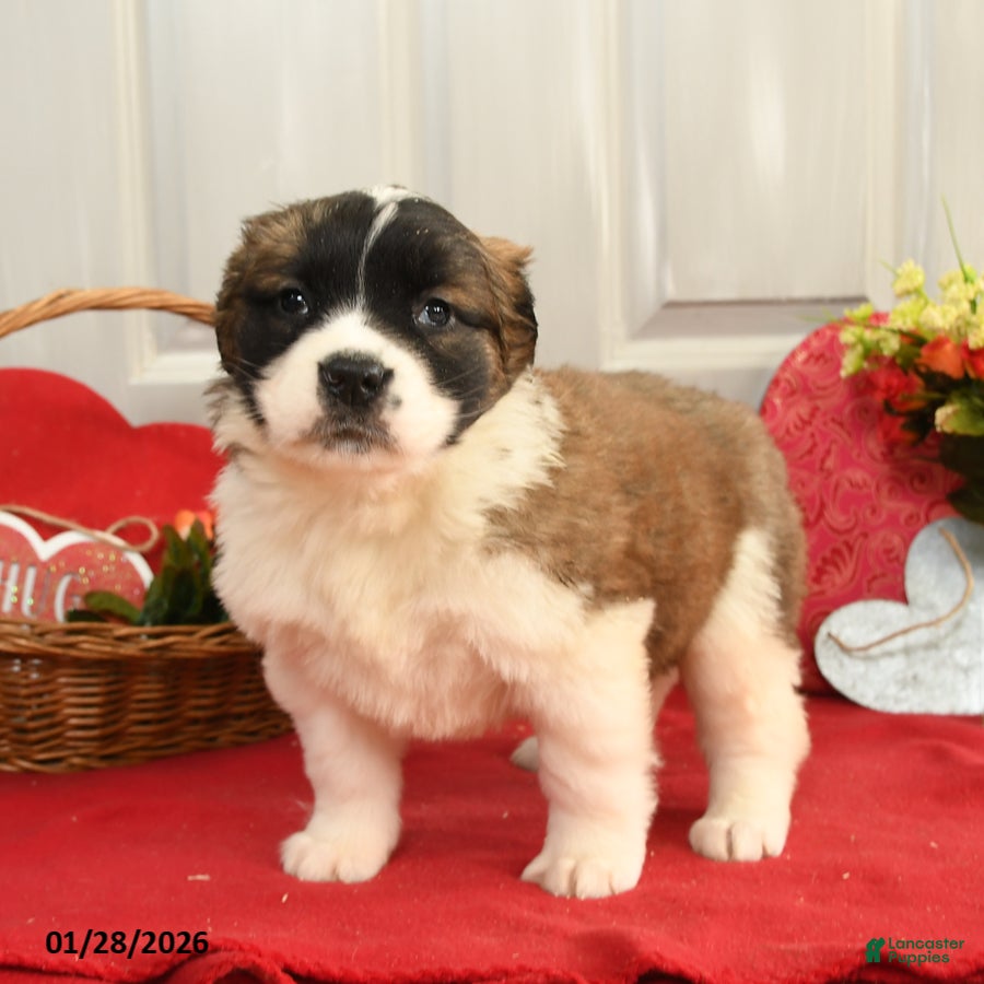 Saint Bernard dogs Harley - Ad 2