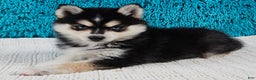 Pomsky dogs for sale: Bronco  - Ad 2