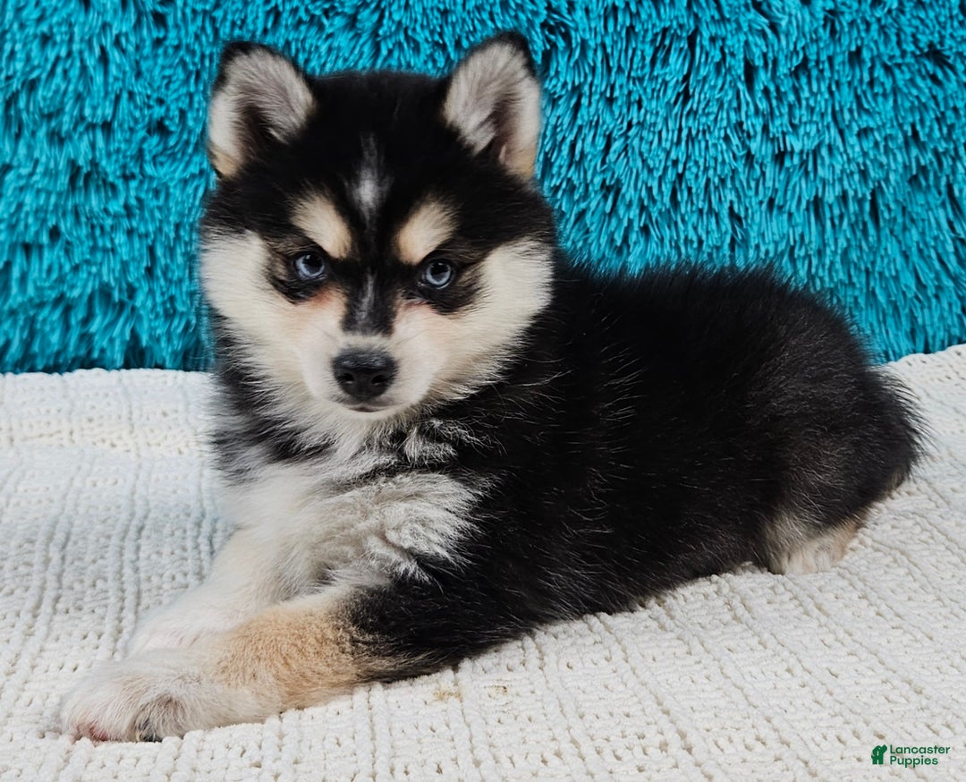 Pomsky dogs for sale: Bronco  - Ad 2