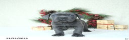 Cane Corso dogs for sale: Max - Ad 6