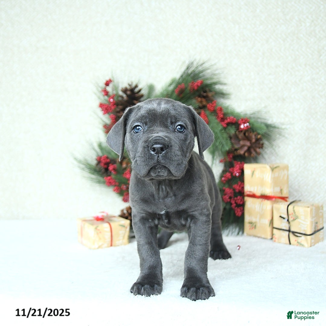 Cane Corso dogs for sale: Max - Ad 6