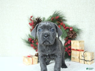 Cane Corso dogs Max - Ad 10