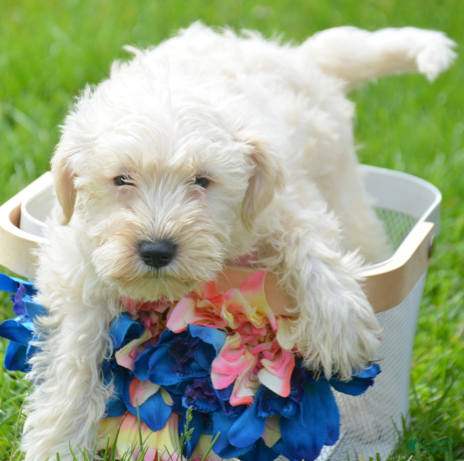 Miniature Schnauzer dogs Miniature Schnauzer Mollie - Ad 42