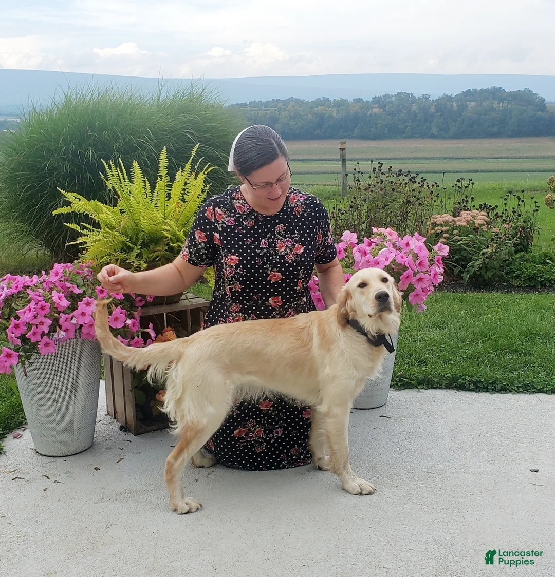 Goldendoodle dogs for sale: Boone - Ad 3