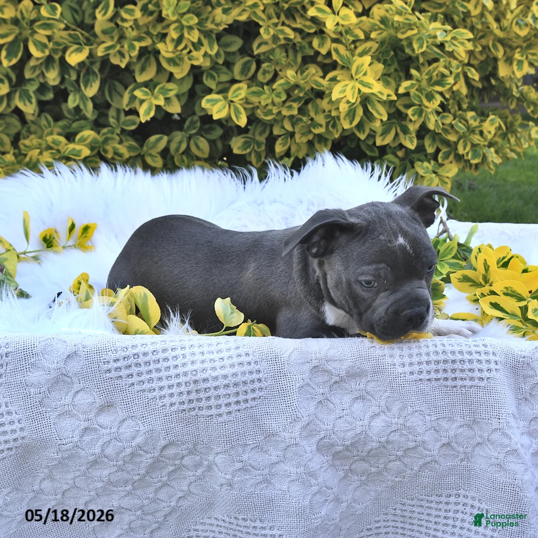 Boston Terrier dogs for sale: Beau - Ad 1
