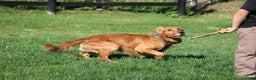 Golden Retriever dogs for sale: Golden Retriever Puppy Cameron - Ad 11