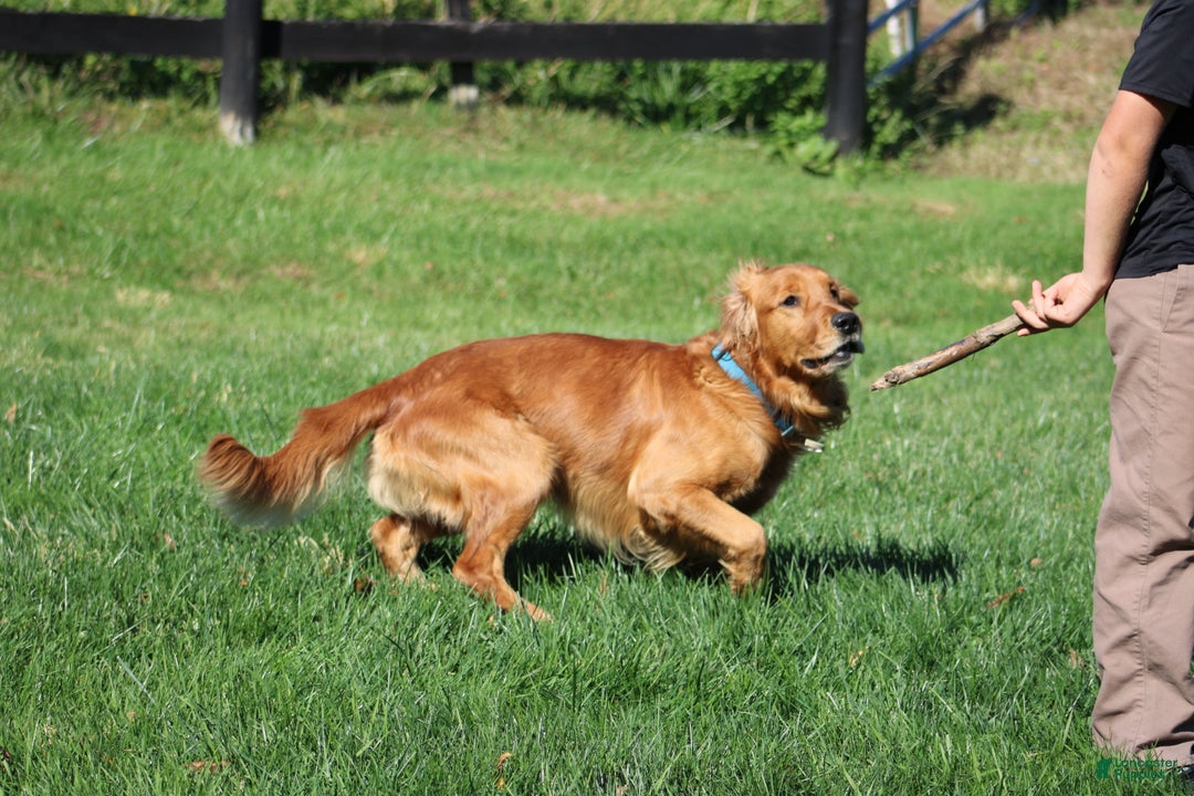 Golden Retriever dogs for sale: Golden Retriever Puppy Cameron - Ad 11