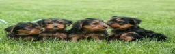 Yorkshire Terrier dogs for sale:  Betsy 🐶 - Ad 23