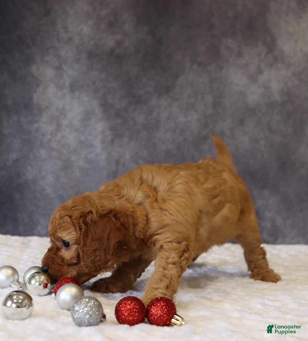 Mini Goldendoodle dogs for sale: Murphy - Ad 9