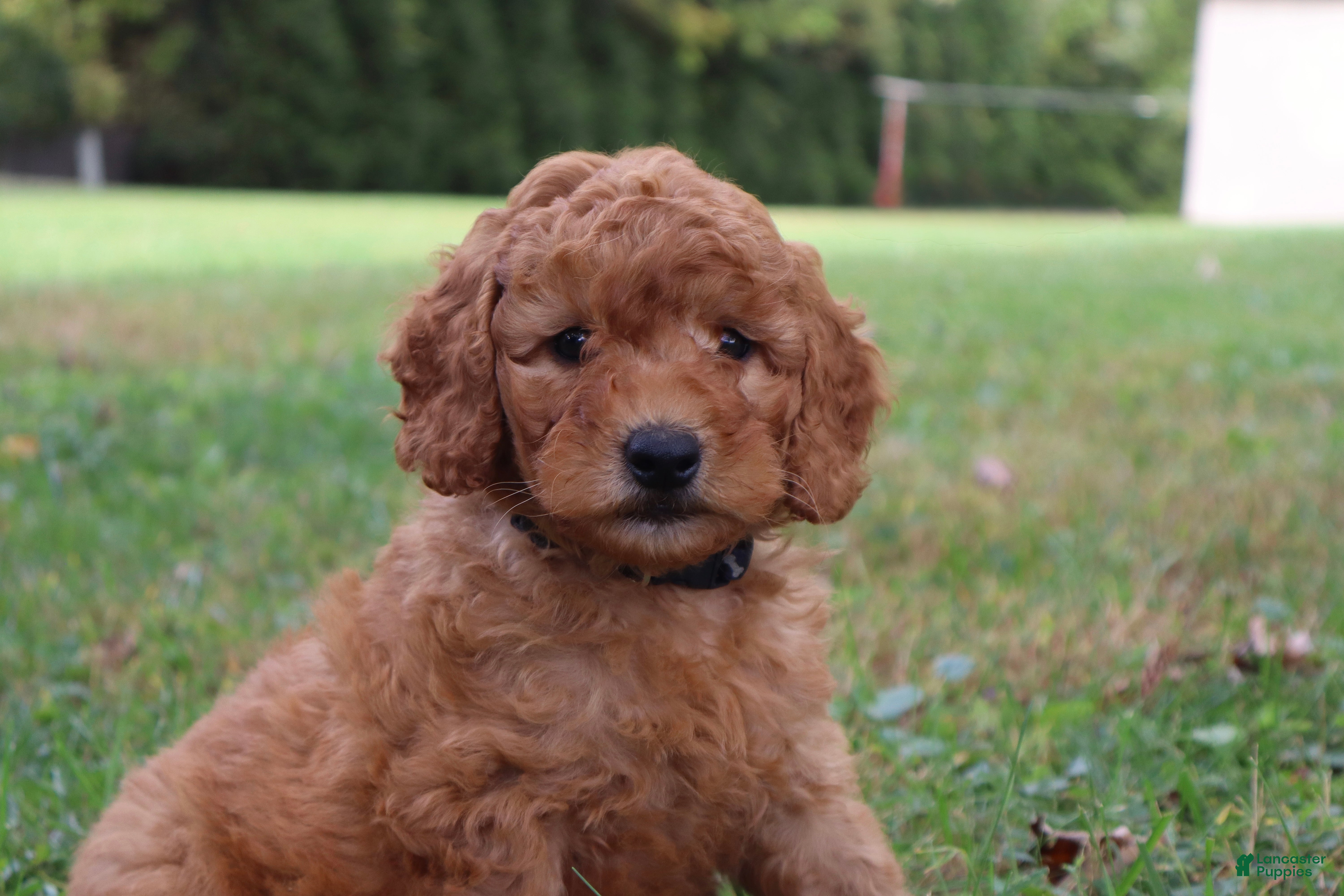 Mini Goldendoodle dogs Mocha - Ad 2