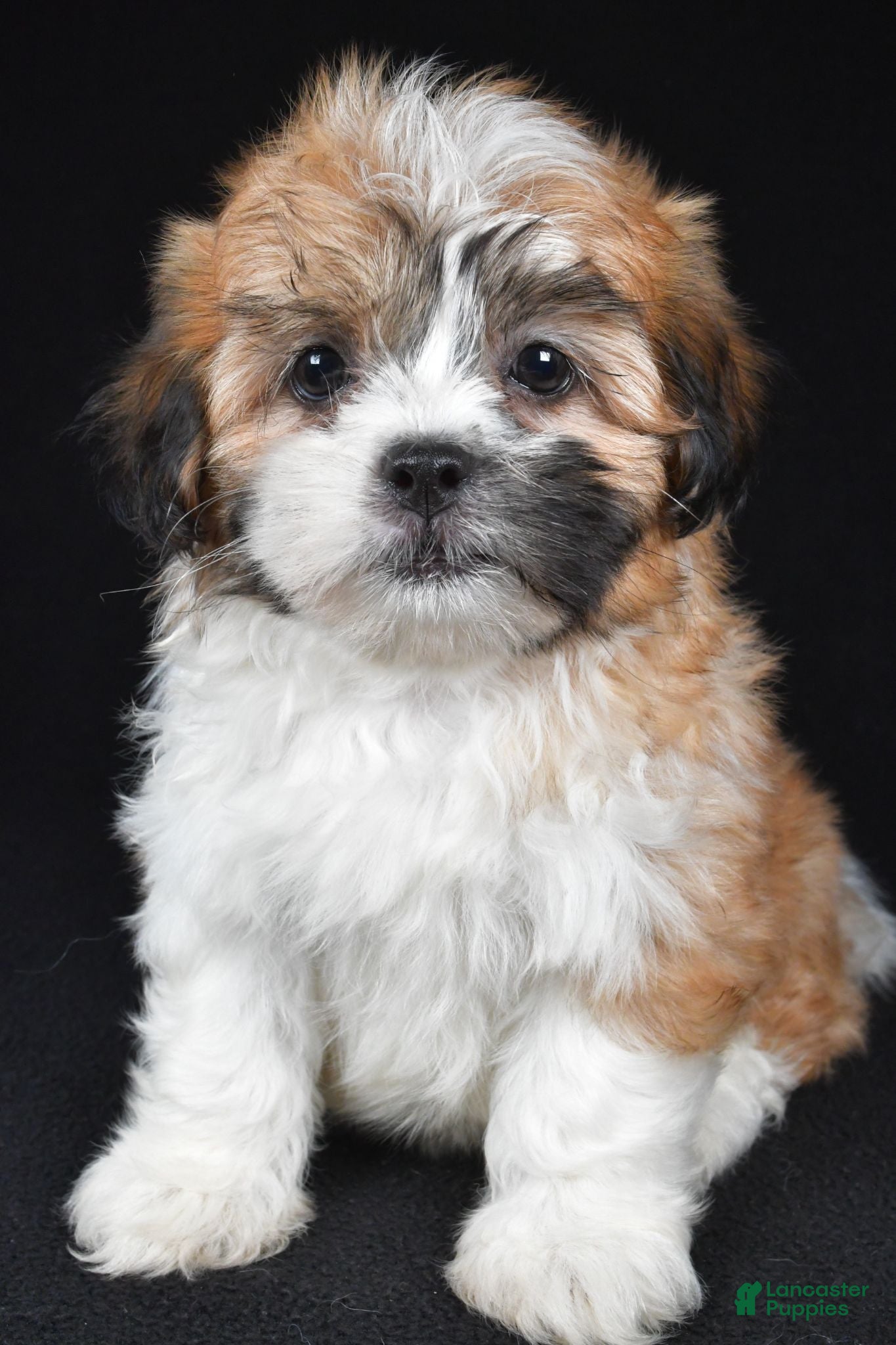 Teddy Bear dogs Cookie - Ad 2