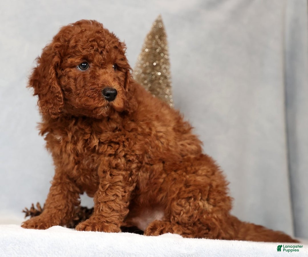 Miniature Poodle dogs for sale: Scott - Ad 7