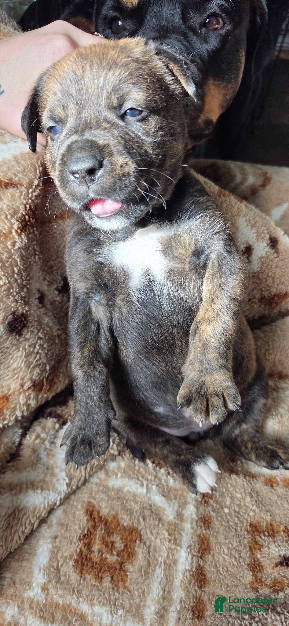 Mixed Breed dogs Rebel - Ad 1