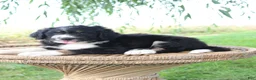 Bernedoodle dogs for sale: Hank - Ad 3