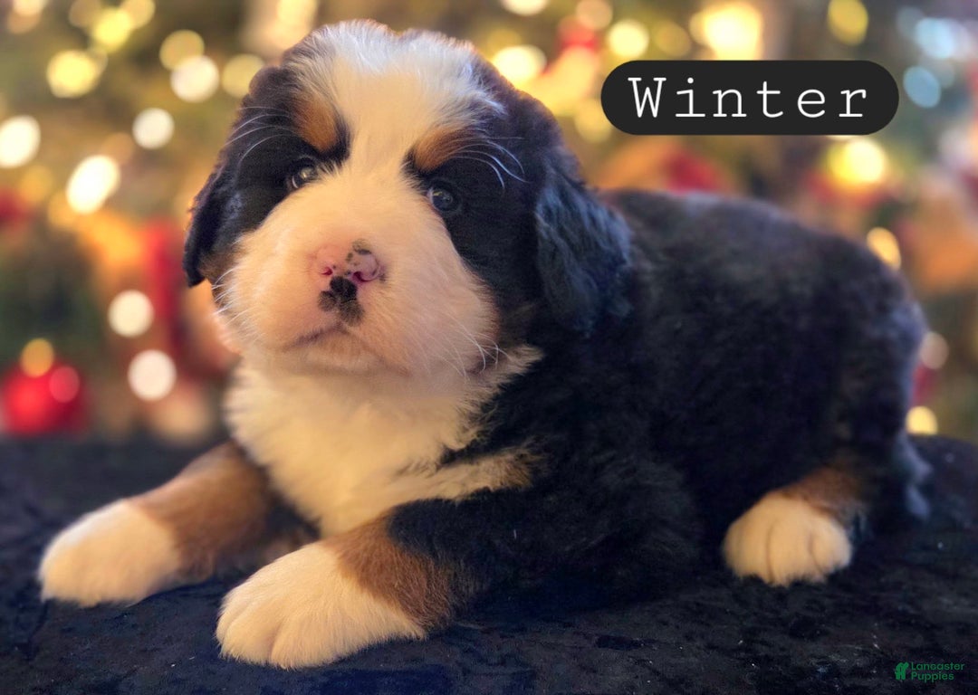 Bernese Mountain Dog dogs for sale: Winter - Ad 6