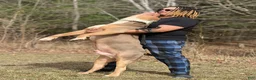 American Bully dogs for stud: Probull’s Gucci - Ad 1