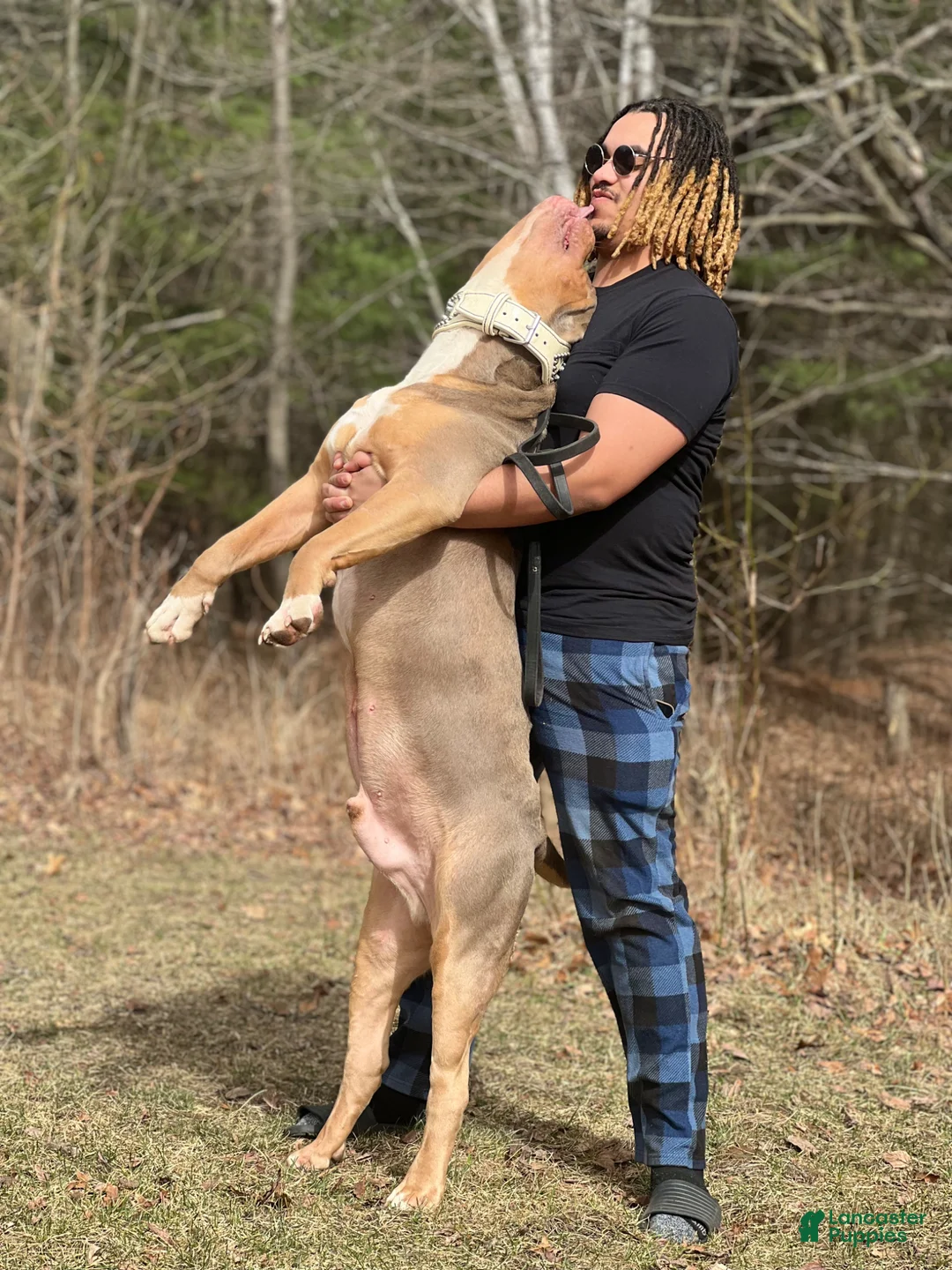 American Bully dogs for stud: Probull’s Gucci - Ad 1