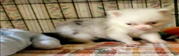 Pomeranian dogs for sale: Akc Gidget - Ad 3