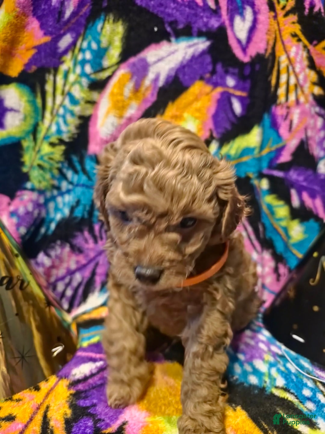 Mini Goldendoodle dogs for sale: Nova - Ad 6