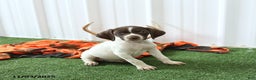 German Shorthaired Pointer dogs for sale: Happy - Ad 4