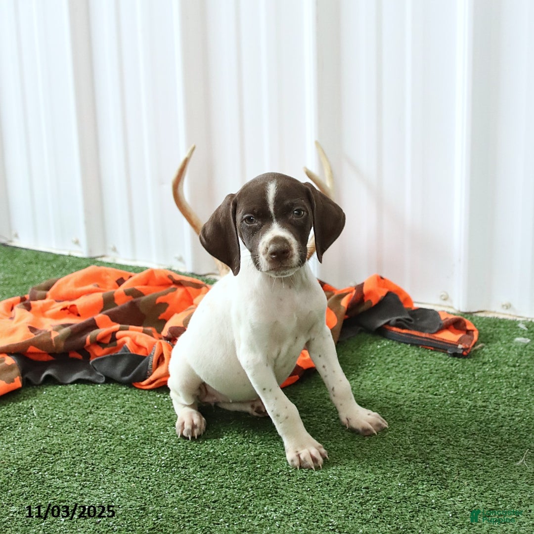 German Shorthaired Pointer dogs for sale: Happy - Ad 4