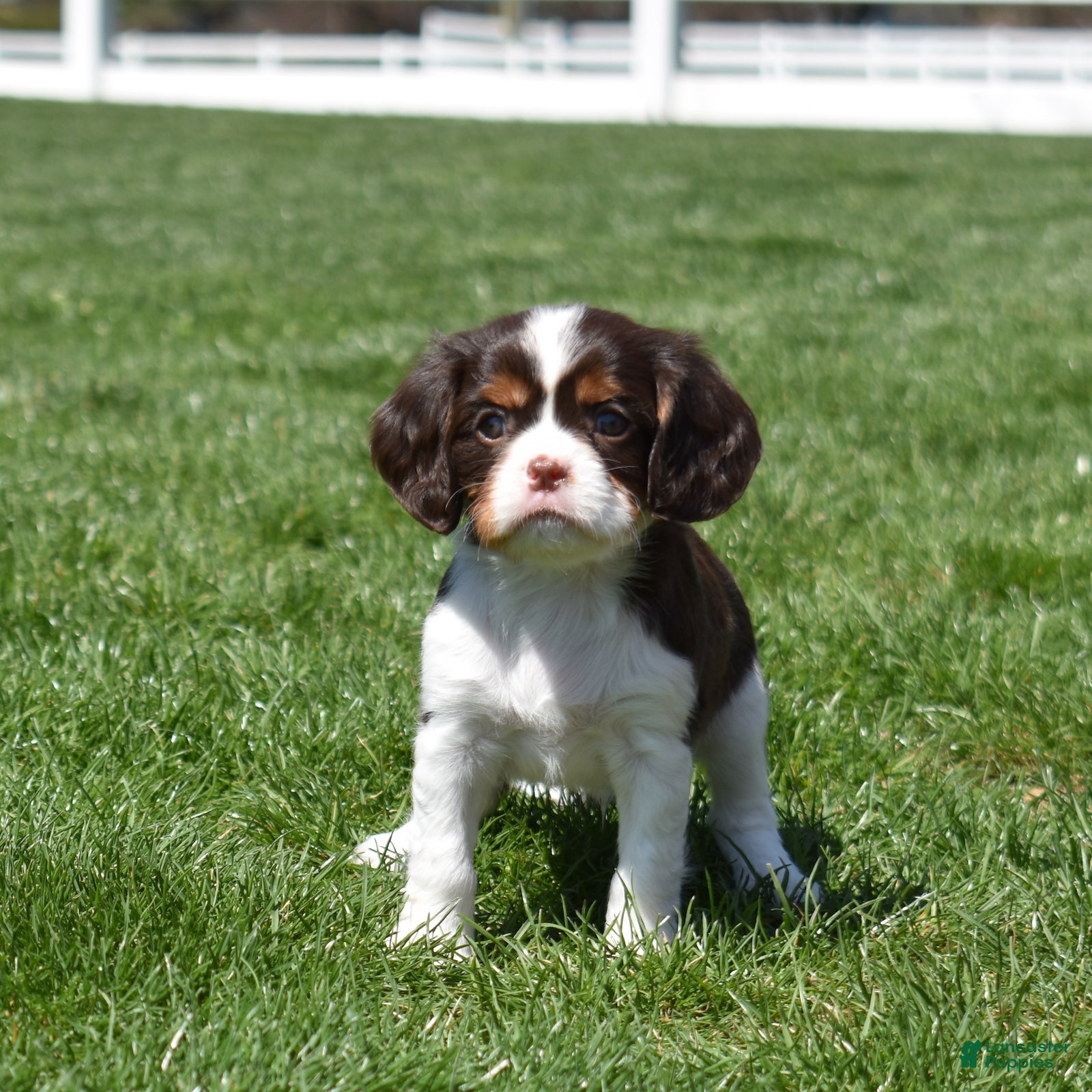 Cavalier King Charles Spaniel dogs Harley Davidson - Ad 2
