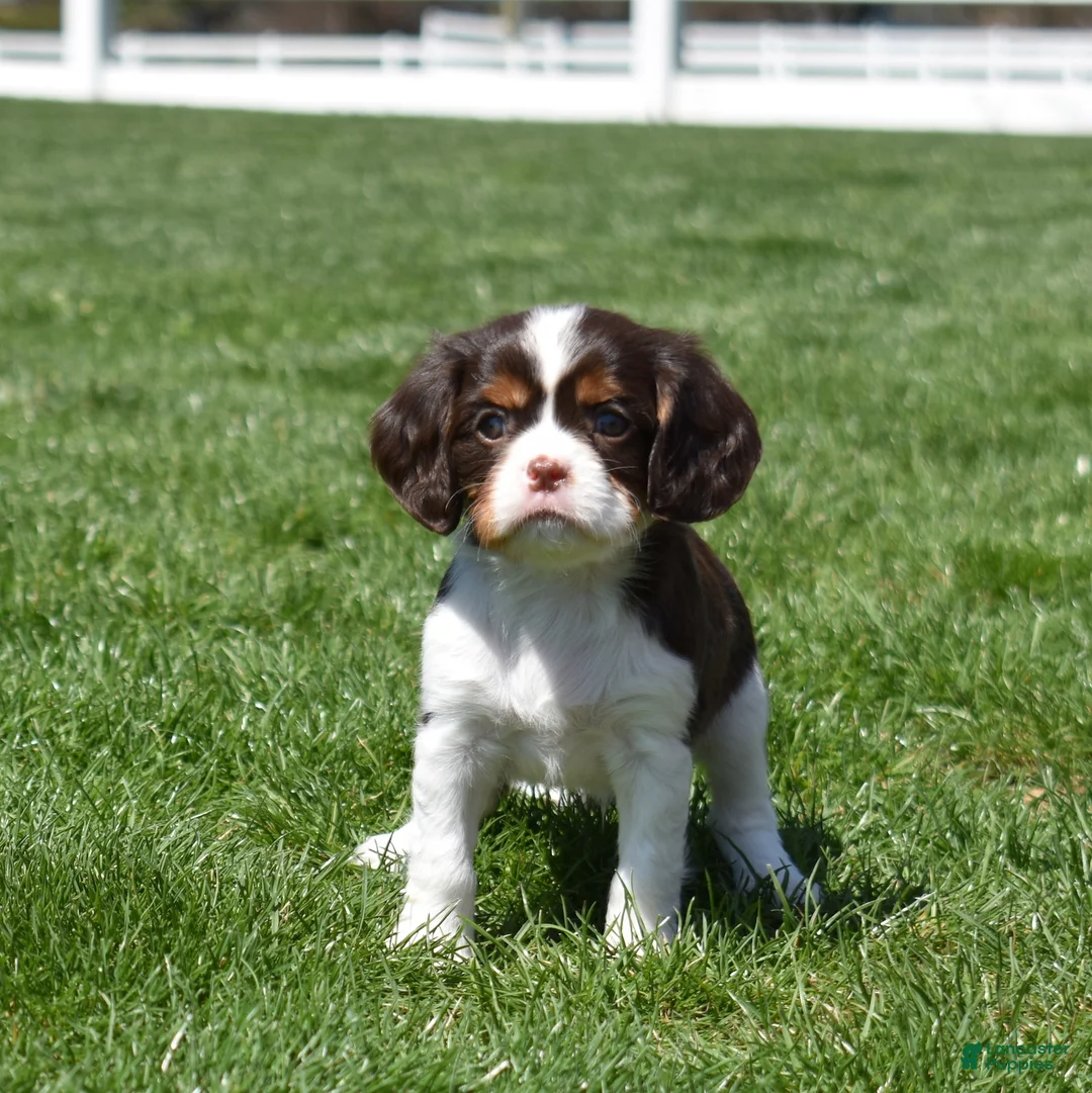 Cavalier King Charles Spaniel dogs for sale: Harley Davidson - Ad 2