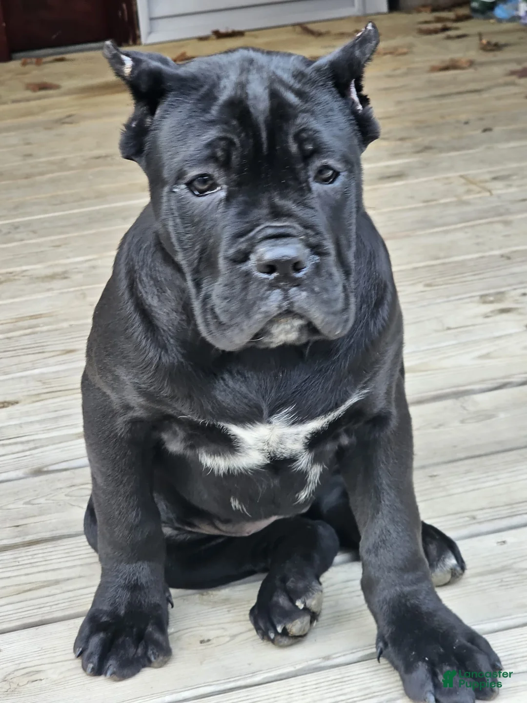 Cane Corso dogs for sale: QUEENIE - Ad 4
